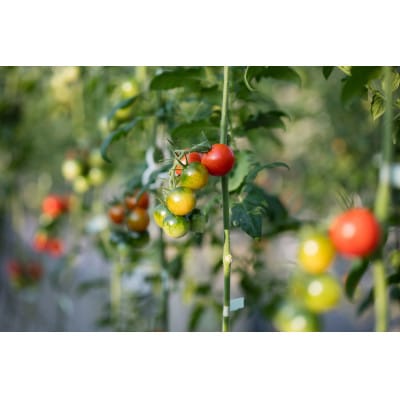 高糖度トマト『あまえっこ』使用の無添加濃厚トマトジュース2本セット