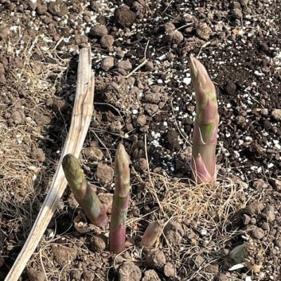 安平町出口農園 の【旨っ!】ハウスグリーンアスパラガス　800g【配送不可地域：離島】