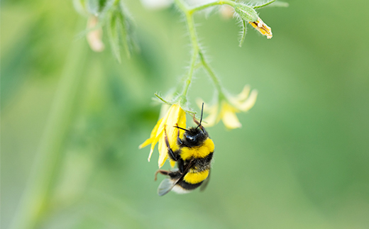 北海道興農社のあまえっこフルティカ 1.5kg 野菜ソムリエサミット金賞受賞 フルーツトマト 【配送不可地域：離島】