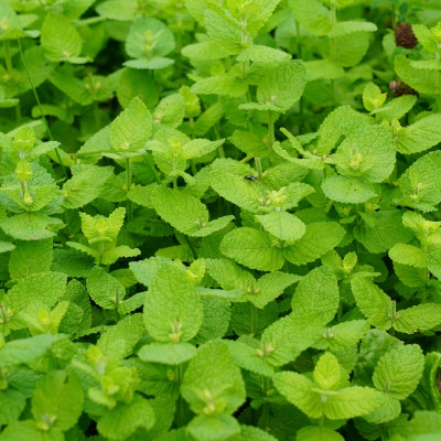 とあさ村ハーブレターセット