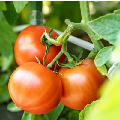 【先行予約】樹上熟3段採り 桃太郎トマト / 正品2kg箱(10～15玉入)【配送不可地域：離島】