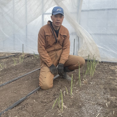 安平町出口農園 の【旨っ!】ハウスグリーンアスパラガス　800g【配送不可地域：離島】
