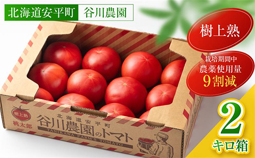 【先行予約】樹上熟3段採り 桃太郎トマト / 正品2kg箱(10～15玉入)【配送不可地域：離島】