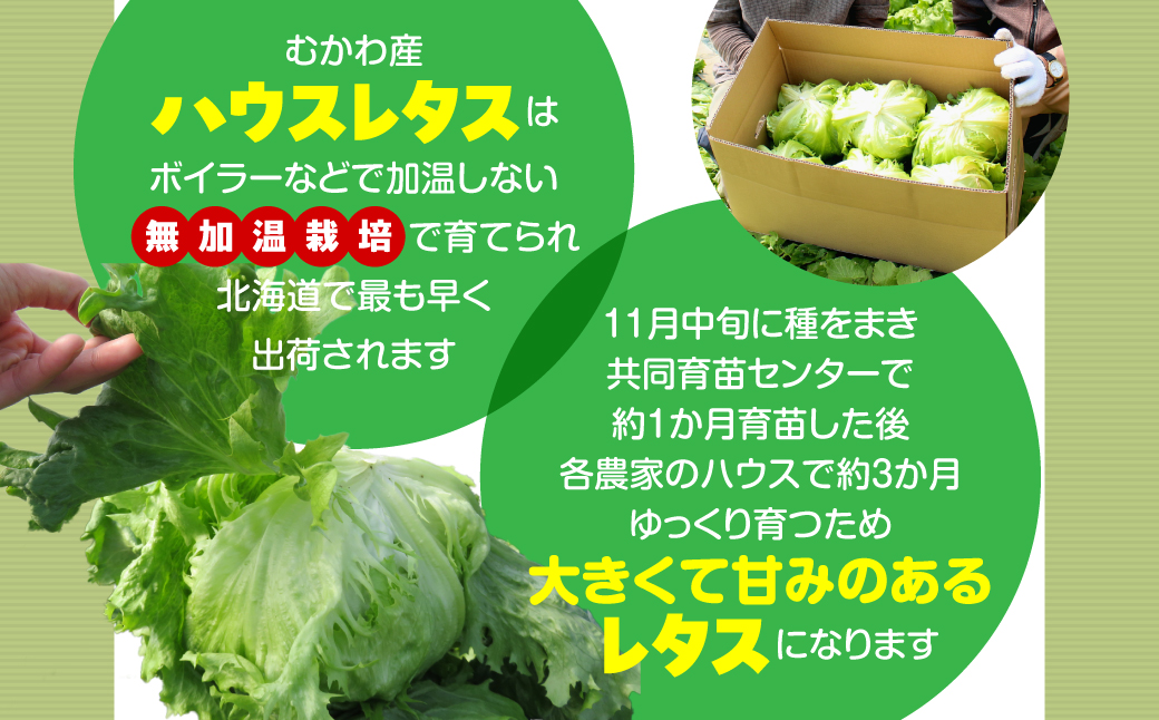 ＜2026年3月下旬より発送＞ハウスレタス MKWAL1001