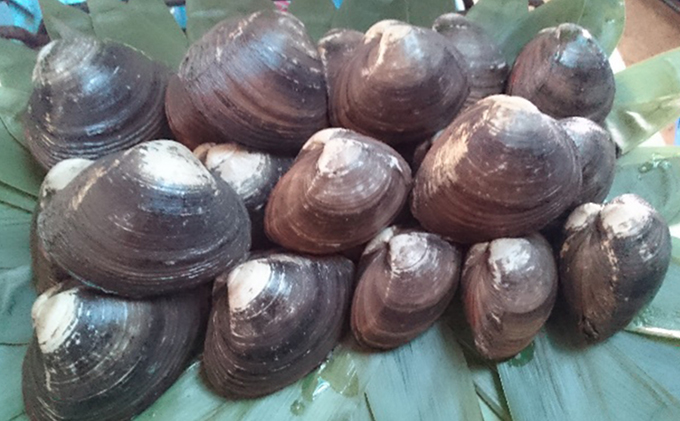 活ホッキ貝 20個 北海道 日高産 ホッキ貝 天然 産地直送 お取り寄せ 北海道 日高町 2025年11月中旬より発送