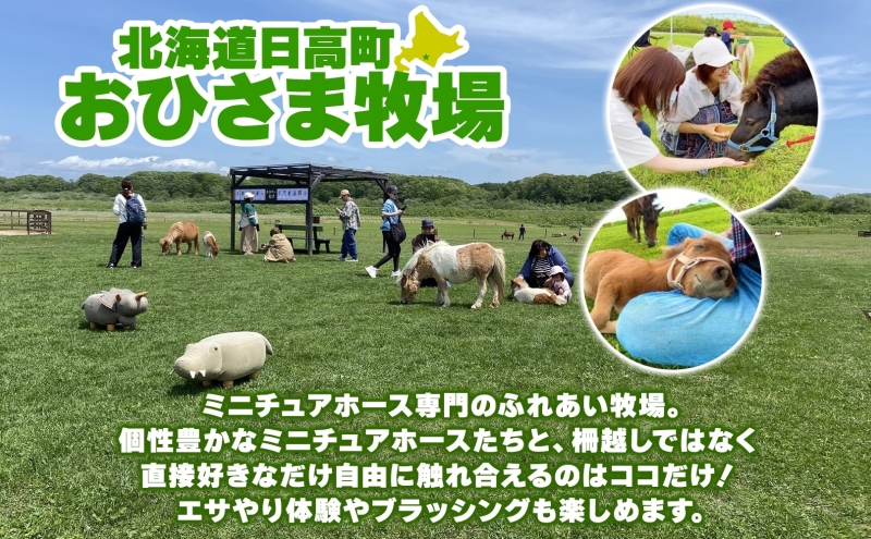 おひさま牧場 ふれあい体験チケット 1名分 にんじん2カップ付き ふれあい チケット ふれあい体験 体験 ミニチュアホース ホース 馬 ふれあい牧場 牧場 体験券 券 ふれあいチケット 動物 北海道 日高町