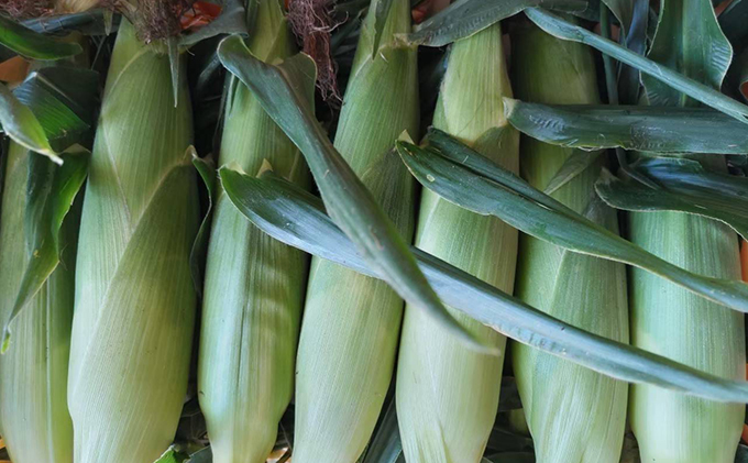 2025年 先行予約 【 のざわ農園 】スイートコーン 10本 前後（約4kg） とうもろこし コーン とうきび 北海道 日高産