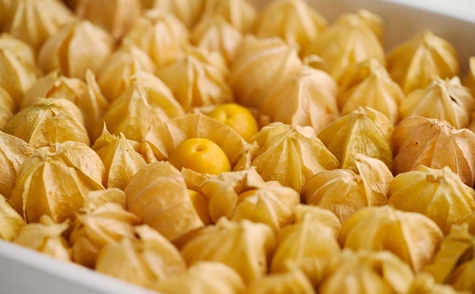 2025年 先行予約 【 のざわ農園 】 フルーツ ほおずき 「 太陽の子 」約500g 北海道 日高産 希少 ホオズキ