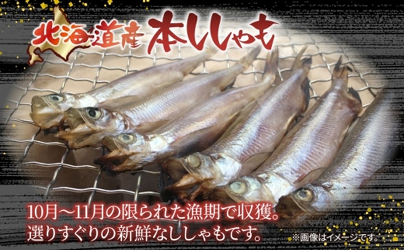 北海道産ししゃも Lサイズ 20尾セット ししゃも セット 北海道 日高町