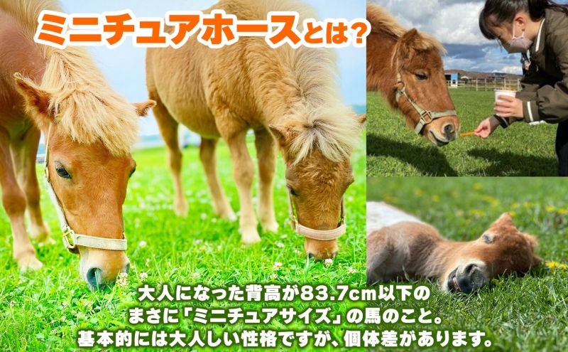 おひさま牧場 ふれあい体験チケット 1名分 にんじん2カップ付き ふれあい チケット ふれあい体験 体験 ミニチュアホース ホース 馬 ふれあい牧場 牧場 体験券 券 ふれあいチケット 動物 北海道 日高町