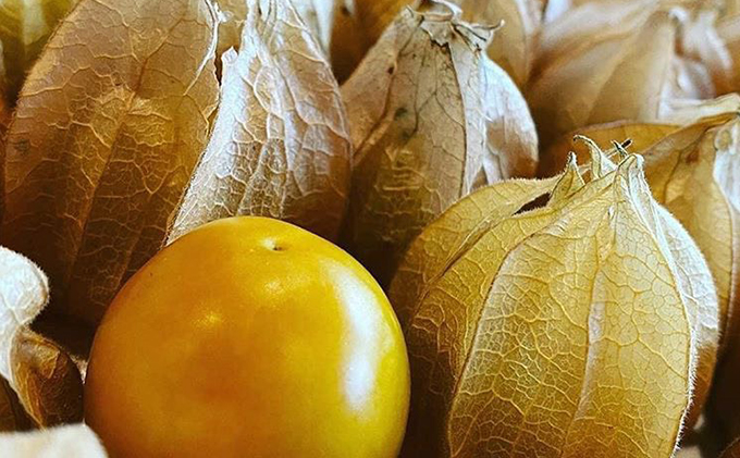 【3ヶ月定期便】日高町産フルーツほおずき使用プレミアム生乳ジェラート食べ比べセットA（12個入り）