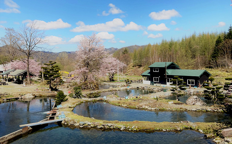サーモン フィレ 1.5kg 冷凍 真空パック ドナルドサーモン にじます ニジマス さけ 鮭 刺身 半身 カルパッチョ ムニエル ルイベ マリネ 国産 北海道 日高町