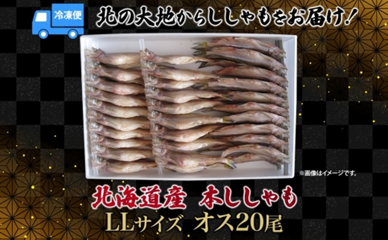 北海道産ししゃも Lサイズ 20尾セット ししゃも セット 北海道 日高町