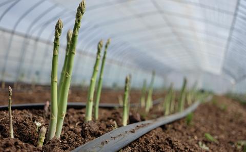 2L【秀品】約1kgグリーンアスパラ＜北海道日高門別産＞