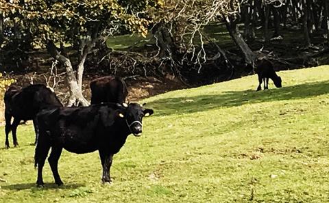 日髙牛モモすき焼き用スライス500g