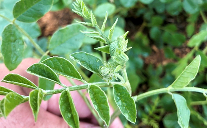 甘草のど飴セット