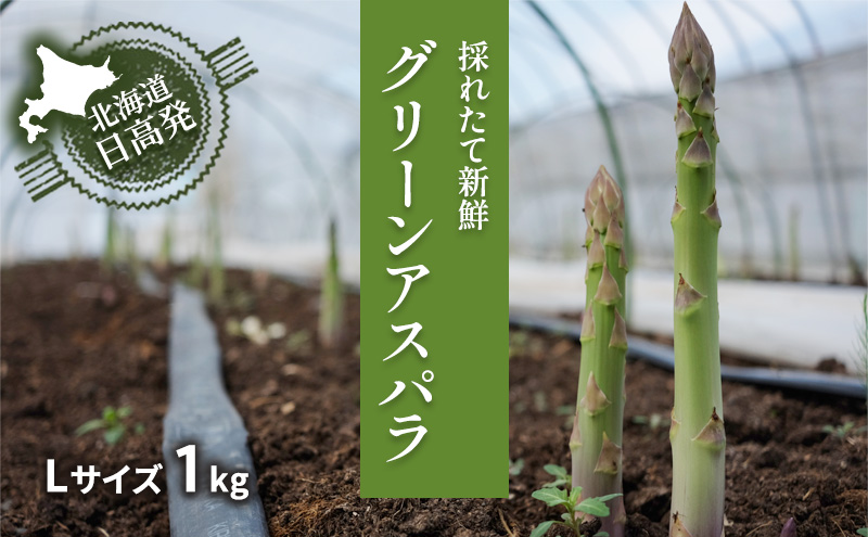 L 約1kg グリーンアスパラ ＜ 北海道 日高門別産 ＞ アスパラガス アスパラ 春野菜 春 朝採り 朝採れ 新鮮 農協 JA 直送 野菜