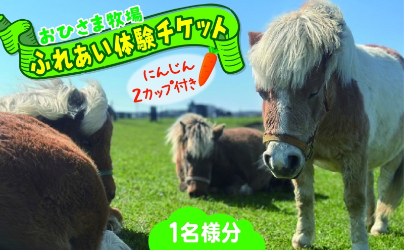 おひさま牧場 ふれあい体験チケット 1名分 にんじん2カップ付き ふれあい チケット ふれあい体験 体験 ミニチュアホース ホース 馬 ふれあい牧場 牧場 体験券 券 ふれあいチケット 動物 北海道 日高町