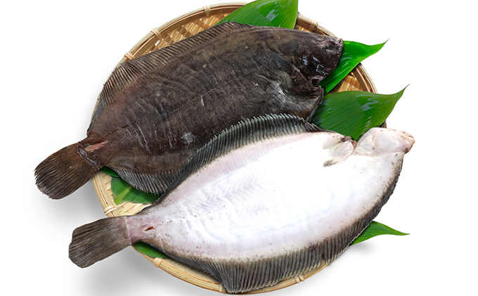 北海道日高産なめたカレイ約1.4kg