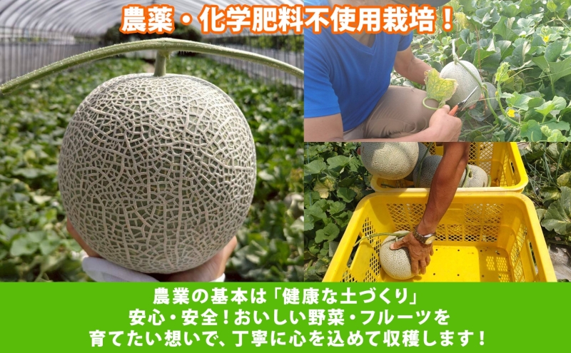 【2026年発送 先行予約】のざわ農園 日高 赤肉メロン 2玉 めろん メロン 赤い 青い 甘い 夏 フルーツ 果実 ルピアレッド 糖度 甘み 濃厚 肥料 贈り物 お中元 お歳暮 常温 冷蔵庫 家族 デザート のざわ農園 北海道 日高町