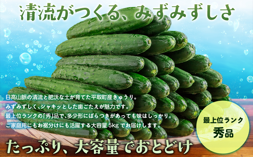 【先行予約/8月以降発送】【家庭用】【北海道平取町産】秀品 キュウリ１箱Мサイズ５kg BRTO004