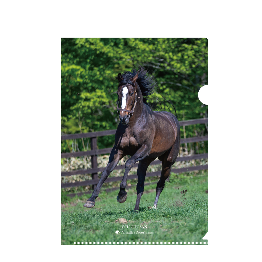 【オジュウチョウサン】クリアファイル（写真）5枚入り BRTV019