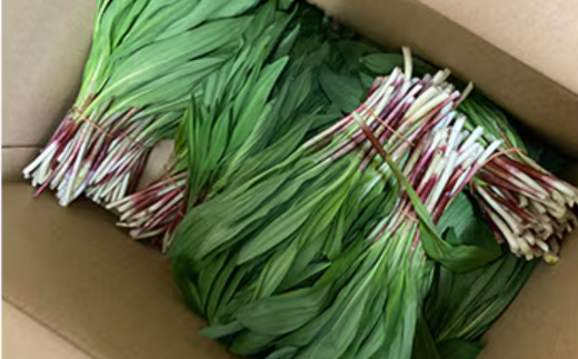 【ギョウジャニンニク】山菜スパイスおちゃっちゃり 【 ふるさと納税 人気 おすすめ ランキング にんにく 行者ニンニク 行者ニンニク 行者にんにく 行者にんにく ニンニク 山菜 おかず 北海道 平取町 送料無料 】 BRTN001