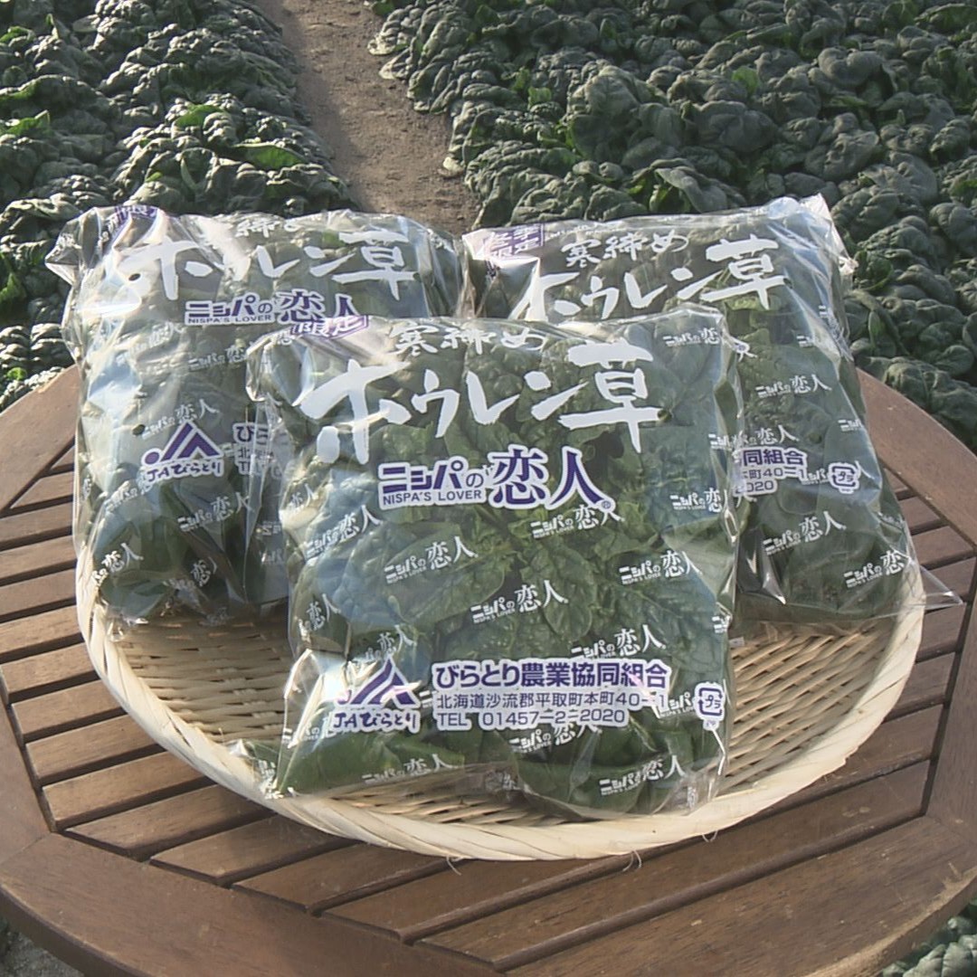 【北海道平取町産】寒締めホウレン草（ちぢみほうれん草）200g×10袋 BRTO003