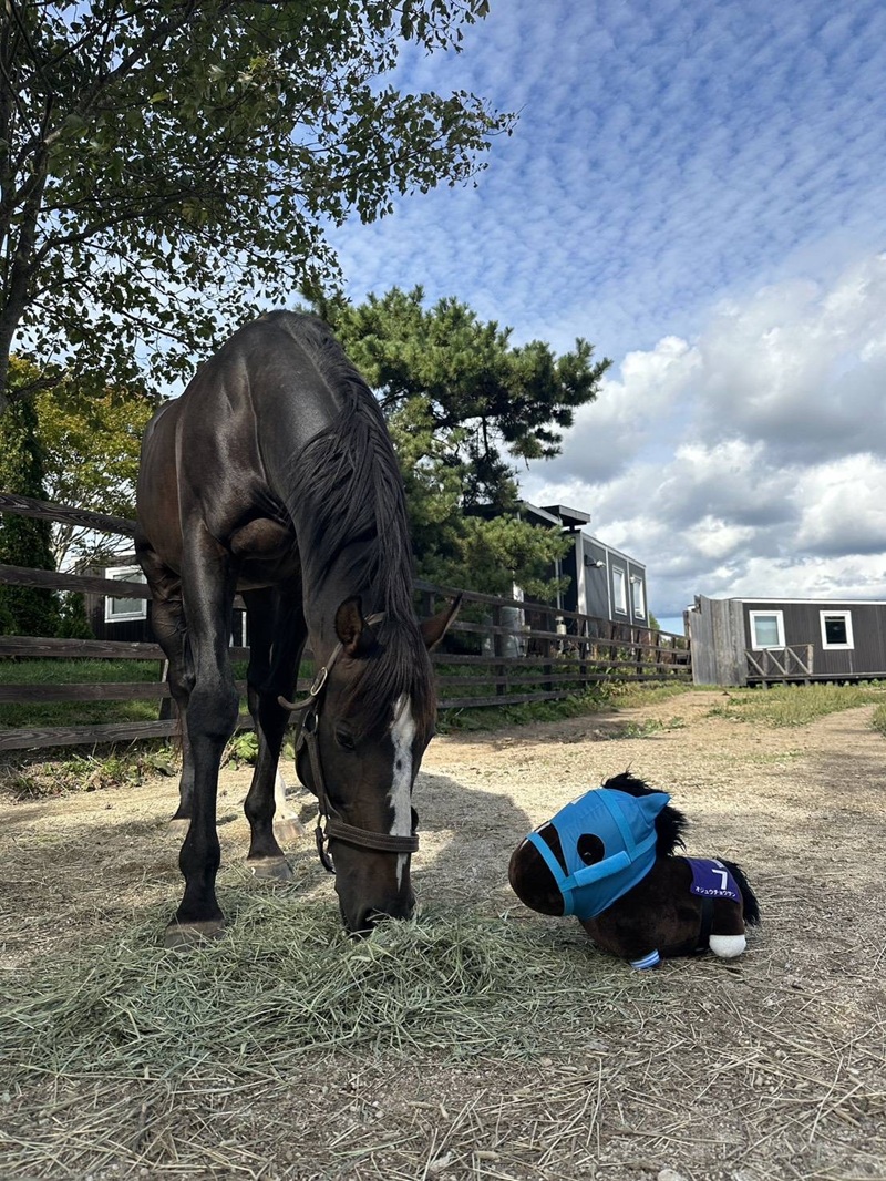 【オジュウチョウサン】特大ぬいぐるみ　絶対王者バージョン BRTV007