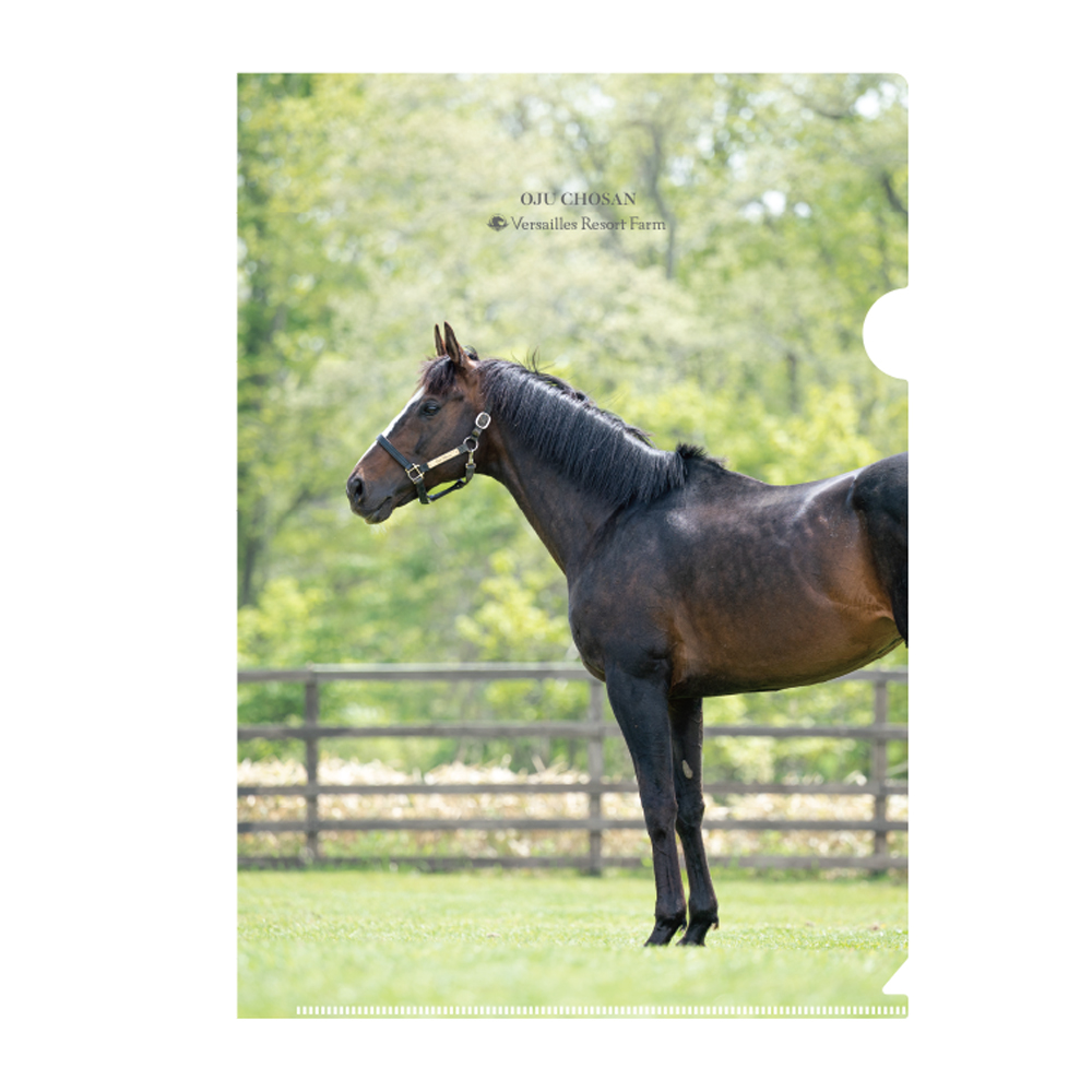 【オジュウチョウサン】クリアファイル（写真）5枚入り BRTV019