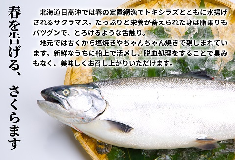 漁吉丸の船上活〆チェリーサーモン姿切身 甘塩仕立て(2.0kg以上)[15-1404]