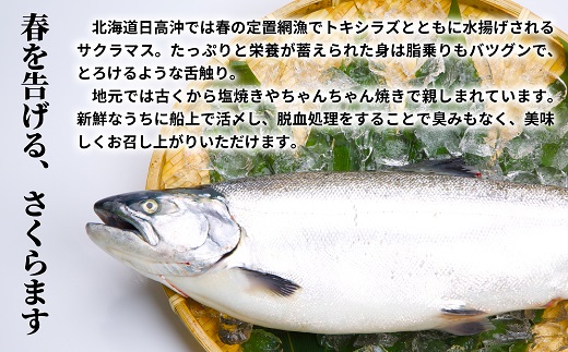 【訳アリ】北海道日高産 天然「チェリーサーモン」切身10切(個包装)[15-1469]