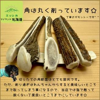 エゾ鹿の角先 Mサイズ×2本セット(1本物)[54-1364]