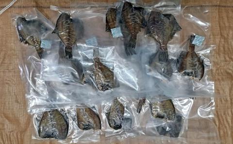 北海道日高産 宗八鰈一夜干し(計20枚)[25-1300]