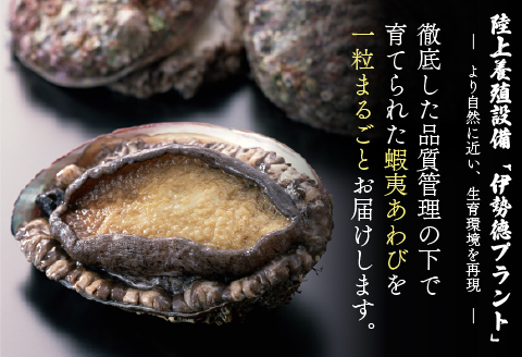 蝦夷あわび缶 白ワイン煮味(75g×1)[46-1190]