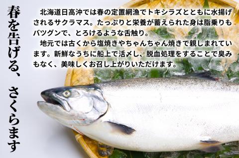 【訳アリ】北海道日高産 天然「チェリーサーモン」切身 定期便(全4回)[15-1343]