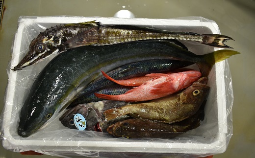 『キンキ入り』漁協厳選！鮮魚お楽しみBOX※不在日・日付指定対応不可※[02-830]