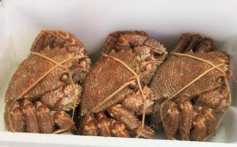 【先行受付開始！】漁協の浜ゆで毛がに 中サイズ３尾セット※日付指定対応不可※[02-174]