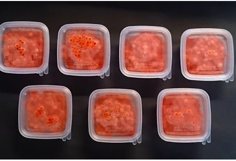 【ブリスモーク＆鮭スティック付】北海道日高産 塩いくら小分けパック(60g×7)【全4回定期便】[15-848]