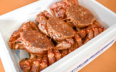 【先行受付開始！】漁協の活毛がに 小サイズ３尾セット※日付指定対応不可※[02-1206]