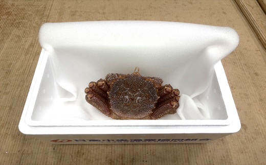 【今が旬！】漁協の活毛がに 小サイズ１尾※日付指定対応不可※[02-1419]