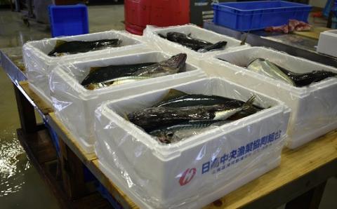 『キンキ入り』漁協厳選！鮮魚お楽しみBOX※不在日・日付指定対応不可※[02-830]