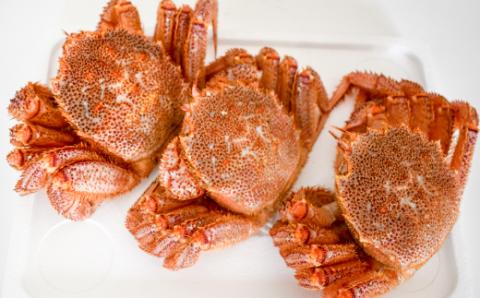 【先行受付開始！】漁協の活毛がに 小サイズ３尾セット※日付指定対応不可※[02-1206]