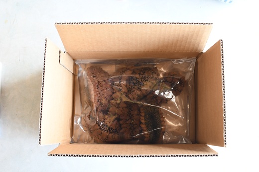 北海道浦河産『活なまこ』1kg※不在日・日付指定対応不可※[06-1591]