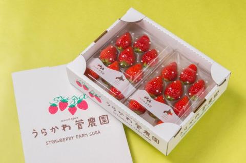 【先行予約受付中】北海道浦河産 夏いちご 「すずあかね」230g×3P[13-150]