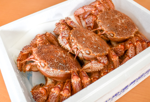 【先行受付開始！】漁協の活毛がに 中サイズ３尾セット※日付指定対応不可※[02-176]