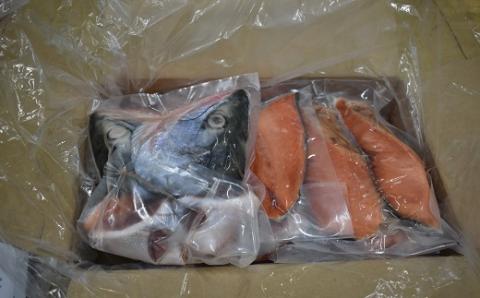 漁協の新巻鮭(小小サイズ) 丸ごと切身1.5kg前後[02-1200]