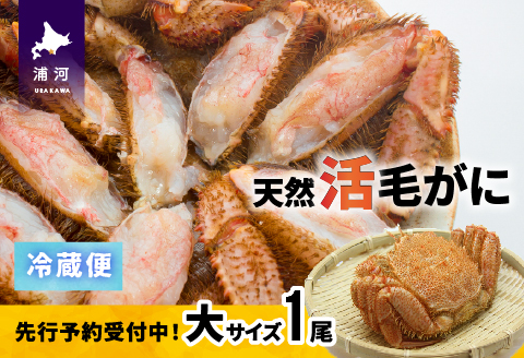 【先行受付開始！】漁協の活毛がに 大サイズ１尾※日付指定対応不可※[02-1204]