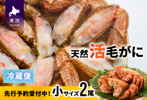 【先行受付開始！】漁協の活毛がに 小サイズ２尾セット※日付指定対応不可※[02-1205]