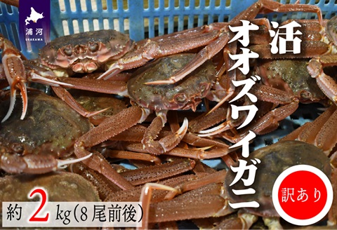 訳あり 活オオズワイガニ約2kg(8尾前後入)[02-1301]